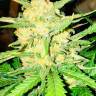 Auto Gelato feminised Ganja Seeds