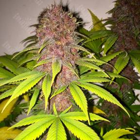 Black Russian feminised Ganja Seeds