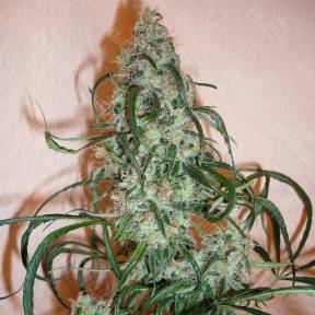 Super Lemon Haze feminised Green House Seeds