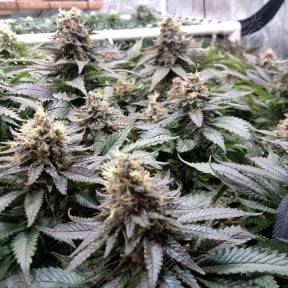 Blue Widow feminised Dinafem Seeds