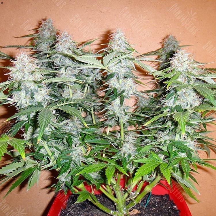 семена конопли Спб Auto Alakol feminised Bang Seeds