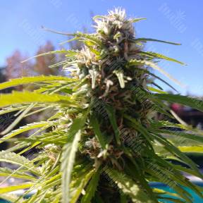 Auto Super Bud regular Ganja Seeds