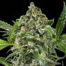семена конопли для посадки купить Auto White Cheese feminised Dinafem Seeds