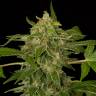 семена конопли курьером Auto White Cheese feminised Dinafem Seeds