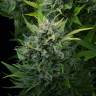 семена конопли для курения Auto White Cheese feminised Dinafem Seeds