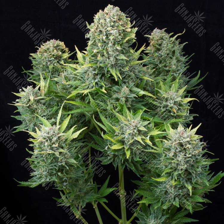 семена конопли для выращивания Auto White Cheese feminised Dinafem Seeds