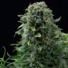 семена конопли марихуаны Auto White Cheese feminised Dinafem Seeds
