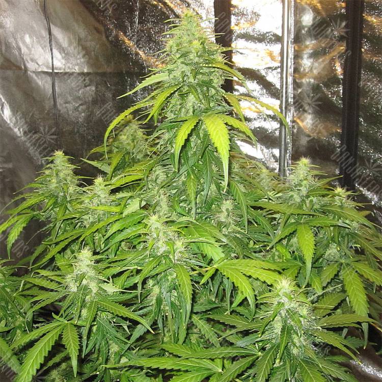 семена конопли с доставкой Auto Devotchka feminised Doctors Choice