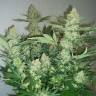 семена конопли индика Three Blue Kings feminised Humboldt Seeds