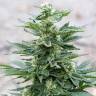 мощные семена конопли Full Moon feminised Nirvana Seeds