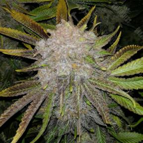 Wappa feminised Paradise Seeds