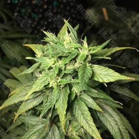 Dance World CBD feminised Royal Queen