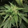 заказать на сайте семена конопли Dance World CBD feminised Royal Queen