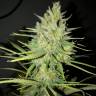 где можно заказать семена конопли Sweet Cheese feminised Sweet Seeds