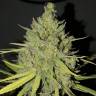 конопля семена сорта заказать Sweet Cheese feminised Sweet Seeds