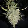 семена индийской конопли Sweet Cheese feminised Sweet Seeds