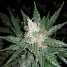Super Mazar feminised Ganja Seeds лучший выбор семян конопли в интернете