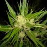 заказ семян конопли Москва Auto Anubis regular