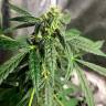 семена конопли Россия Auto Anubis regular