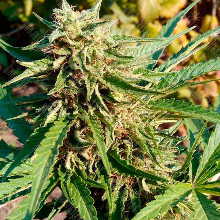 семена индийской конопли Auto Anubis regular