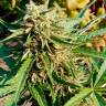 семена индийской конопли Auto Anubis regular