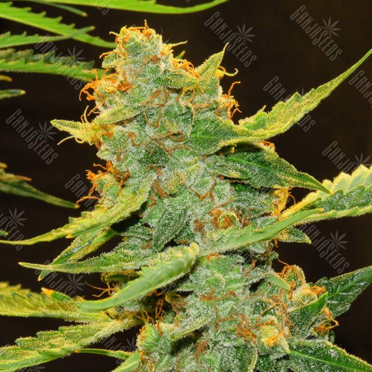 семена конопли элитных сортов Auto Northern Lights x Haze feminised