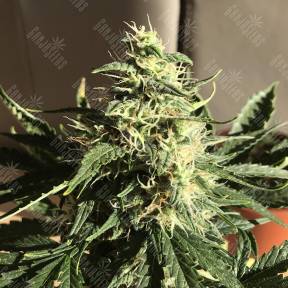 Afghani #1 feminised Ganja Seeds