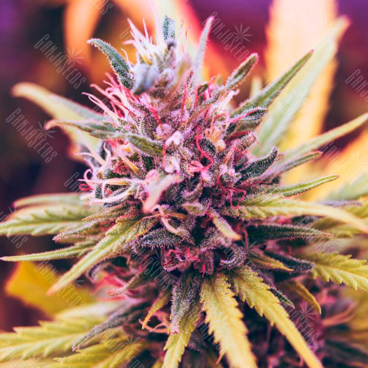 семена конопли гидропоники Auto Lavender regular