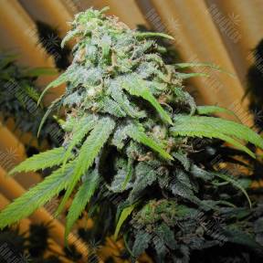 Super Silver Haze CBD feminised Green House Seeds
