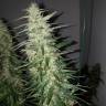 Power Plant feminised Dutch Passion Seeds