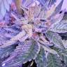 Bubba Kush feminised Dinafem Seeds