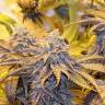 Bubba Kush feminised Dinafem Seeds