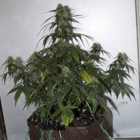 Auto Altay feminised Bang Seeds