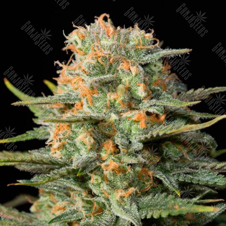 семена конопли медицинских сортов Amnesia CBD feminised Dinafem Seeds