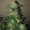 семена конопли для курения The New feminised Humboldt Seeds