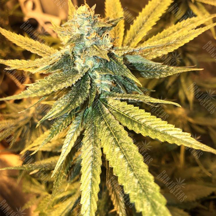 семена конопли для посадки купить The New feminised Humboldt Seeds