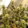 качественные семена конопли Hawaii Maui Waui feminised Nirvana Seeds