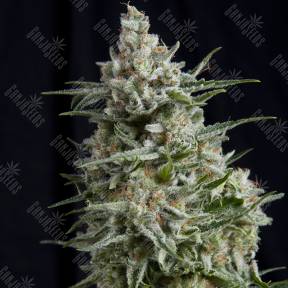 Anesthesia CBD feminised Pyramid Seeds