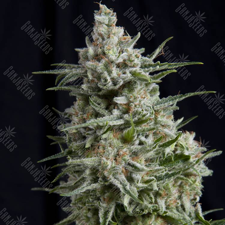 семена конопли с доставкой Anesthesia CBD feminised Pyramid Seeds
