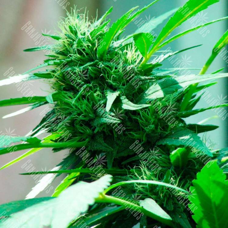 Nibiru feminised Ganja Seeds купить семена каннабиса в России
