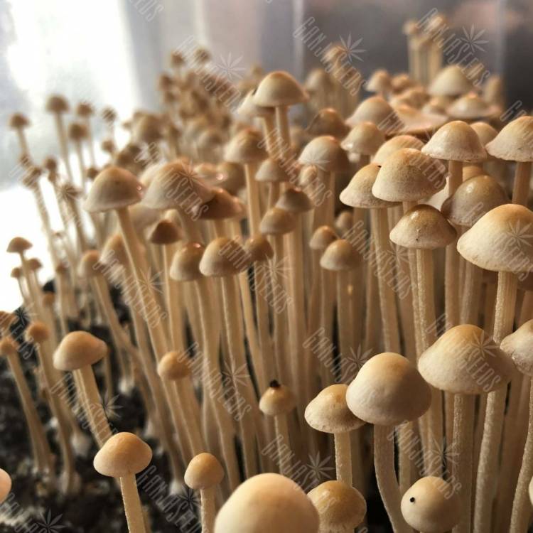 споры псилоцибиновый гриб законность Panaeolus Cyanescens