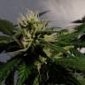 мощные семена конопли Auto White Dwarf feminised