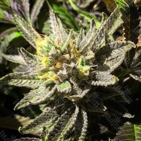 Bubbleberry feminised Ganja Seeds