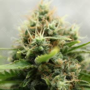 Amazon Brazil feminised Ganja Seeds