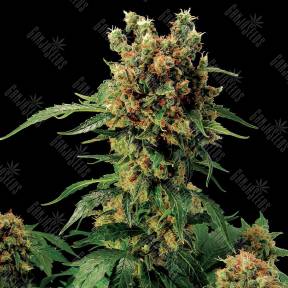 California Hash Plant feminised Dinafem Seeds