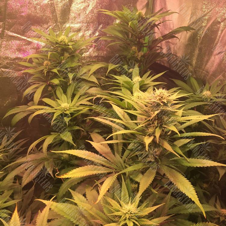 семена индийской конопли Lemon Kush regular Ganja Seeds