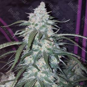 Auto Pineapple Express feminised Fast Buds