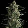 семена конопли медицинской Galaxy CBD feminised Pyramid Seeds