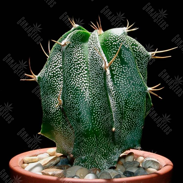 Семена кактуса Astrophytum ornatum