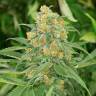 Green Crack feminised Ganja Seeds купить марихуану в России